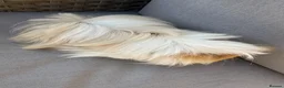 Guinea Pig rodents for sale: Very handsome male guinea pig.  - Advert 2