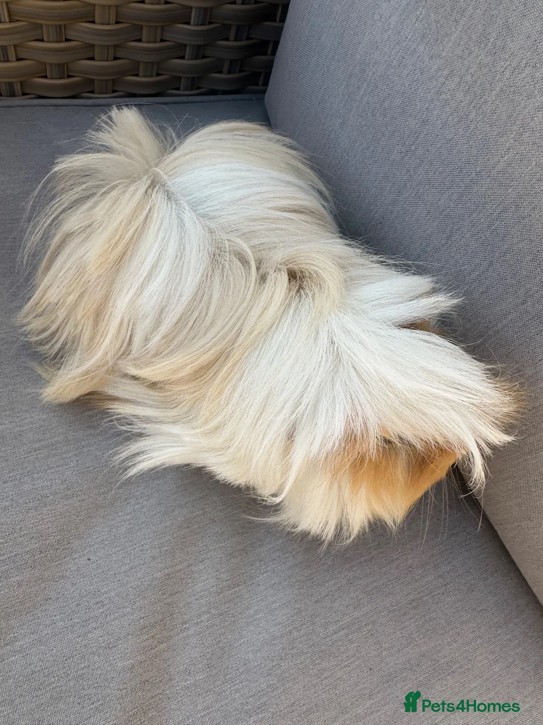 Guinea Pig rodents for sale: Very handsome male guinea pig.  - Advert 2