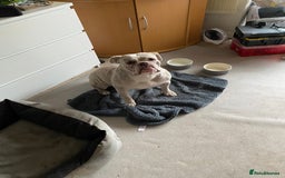 Dorset Olde Tyme Bulldogge dogs for sale: Dorset old tyme bulldog  - Image 4