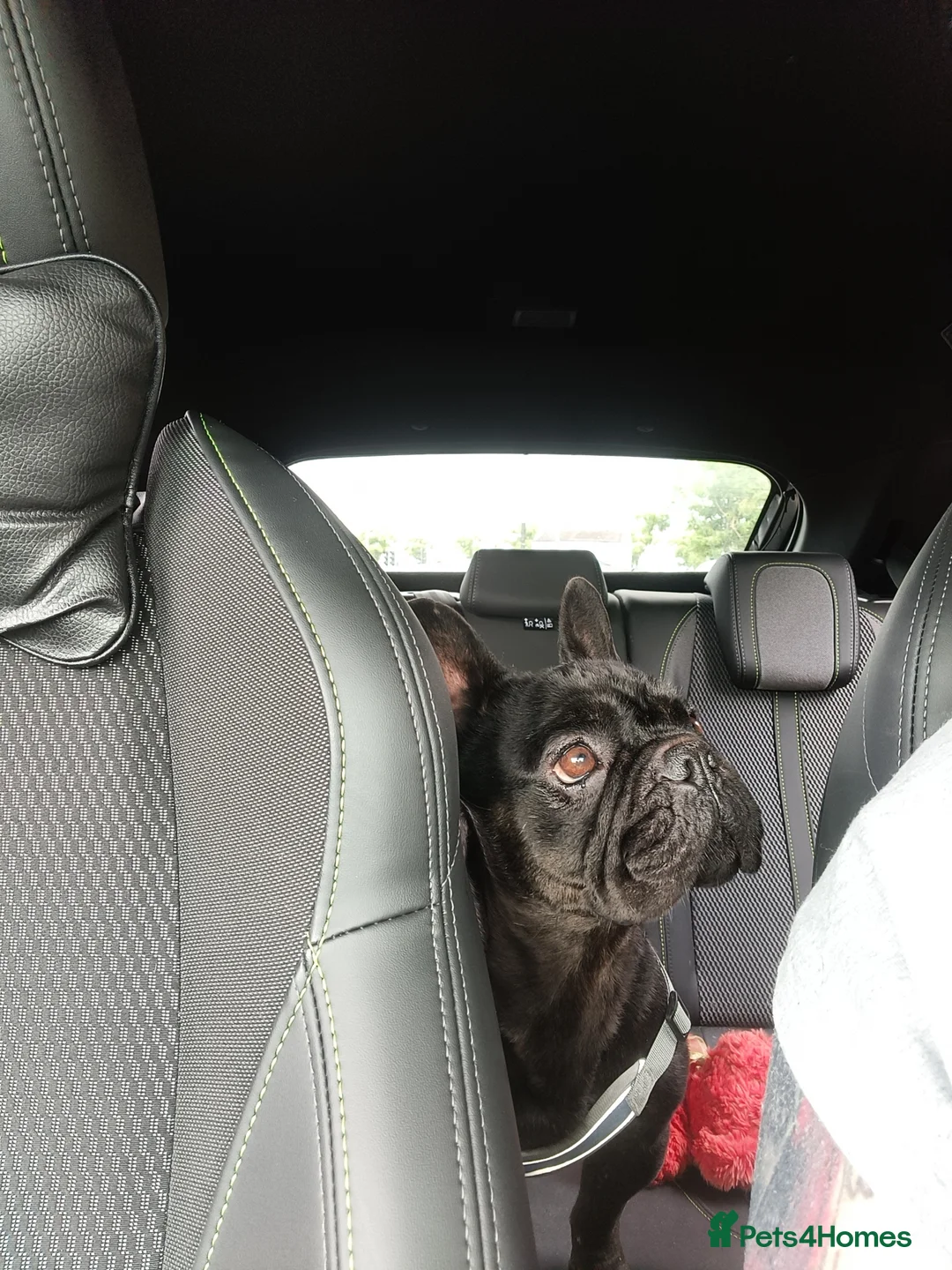 French Bulldog dogs for sale: Gorgeous little girl Frenchie - Advert 4