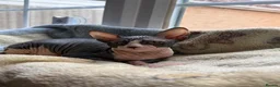 Sphynx cats for sale: Sphynx Male Kitten - Advert 8