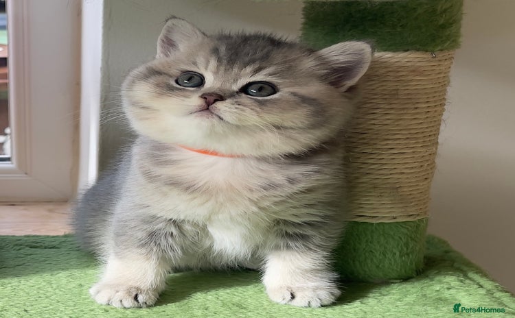 British Shorthair cats - Advert 14