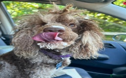 Cockapoo dogs for sale: Beautiful Chocolate and Merle F1 babies - Image 13