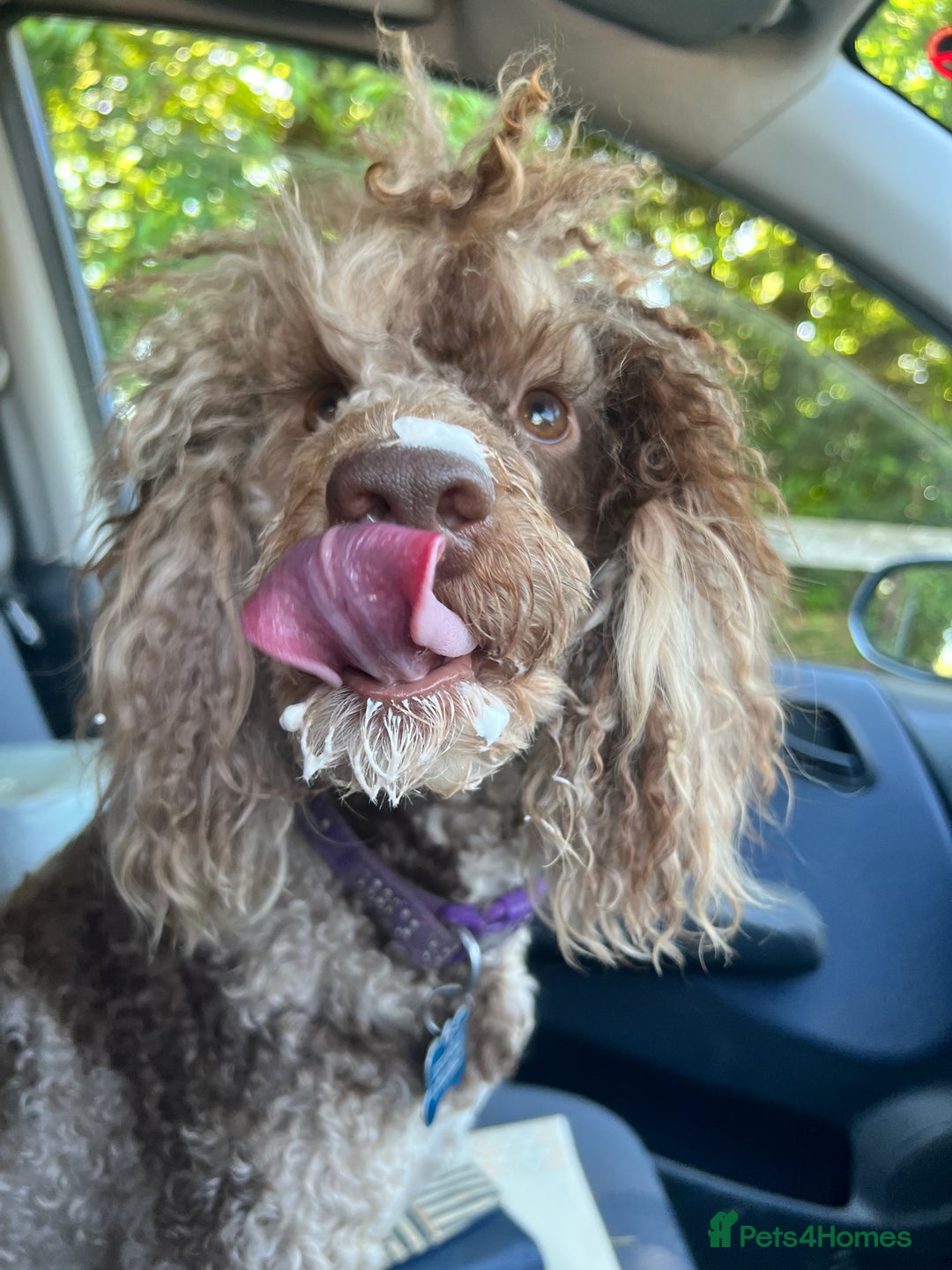 Cockapoo dogs for sale: Beautiful Chocolate and Merle F1 babies - Image 13
