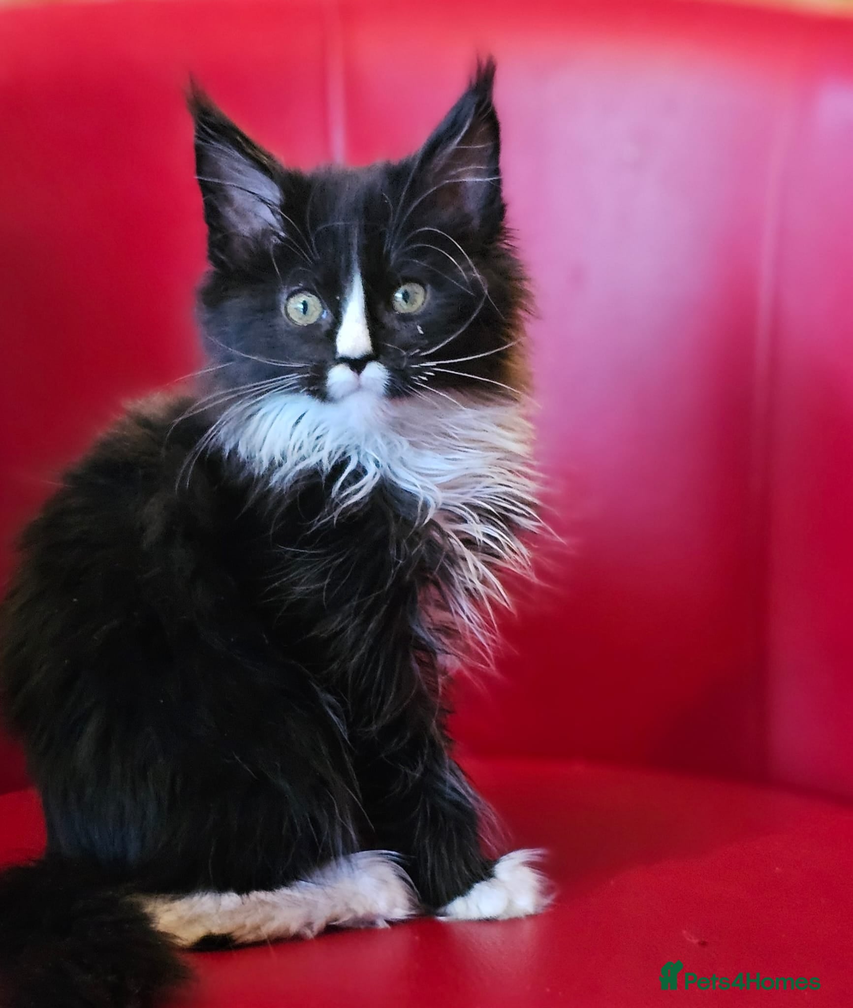 Maine Coon cats Beautiful Maine Coons kittens - Advert 1