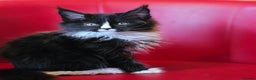 Maine Coon cats for sale: Beautiful Maine Coons kittens - Advert 9