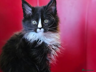 Maine Coon cats Beautiful Maine Coons kittens - Advert 1