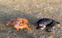 Cocker Spaniel dogs for sale: Upcoming Litter: KC Working Cocker Puppies - Image 9