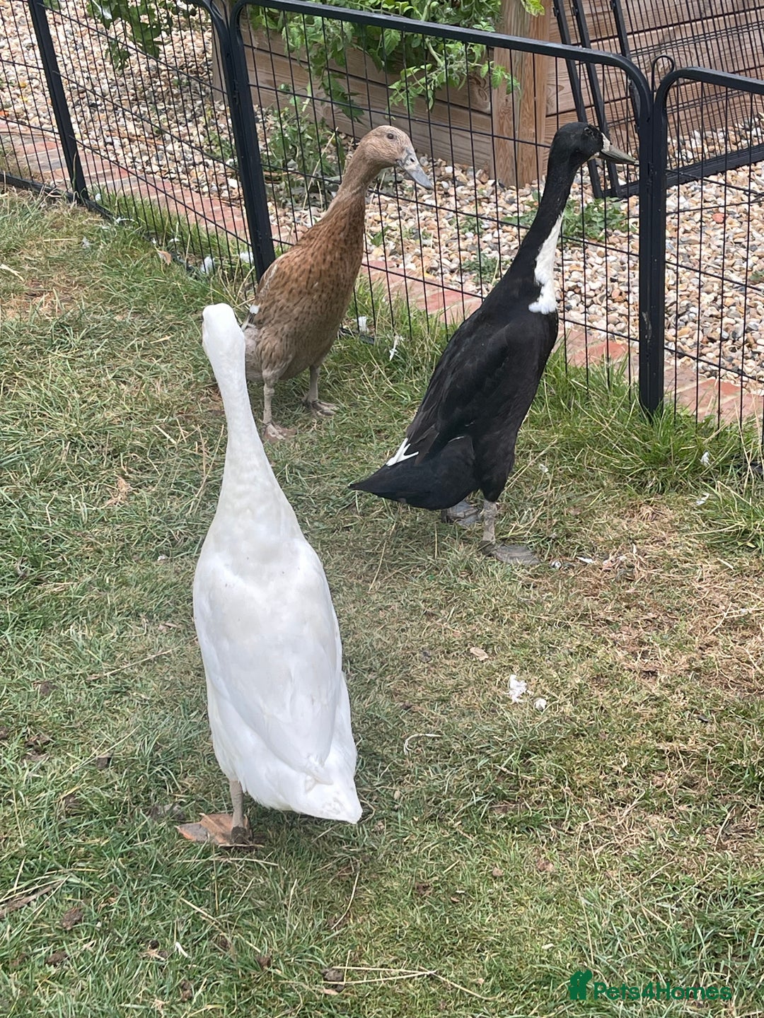 Ducks poultry for sale: Three Indian Runner duck girls  - Image 3