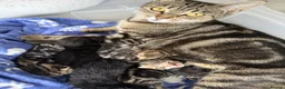 Mixed Breed cats for sale: Gorgeous kittens - Advert 10