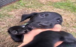 Springador dogs for sale: One Springerdor pup left born 8/06/2025 - Image 13