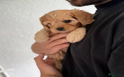 Cavapoo dogs for sale: 6 Beautiful Toy Cavapoo Girls  - Image 15