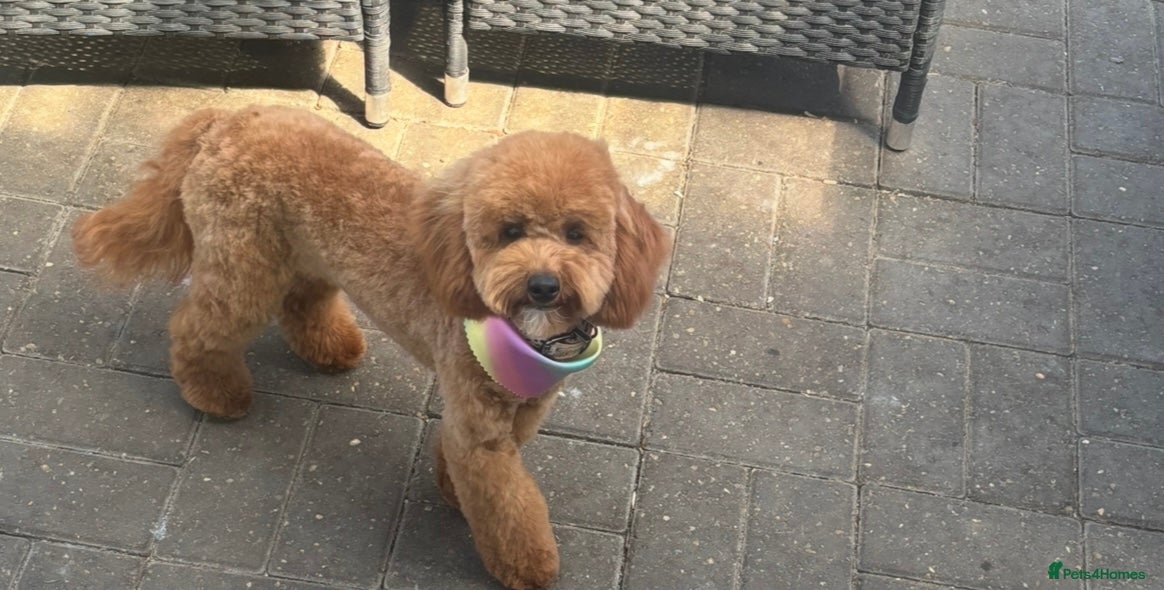 Miniature Poodle dogs 7 outstanding KC registered miniature's poodles  - Advert 4