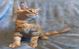 Maine Coon cats for sale: *READY* Stunning Tica Maine Coons - Image 29