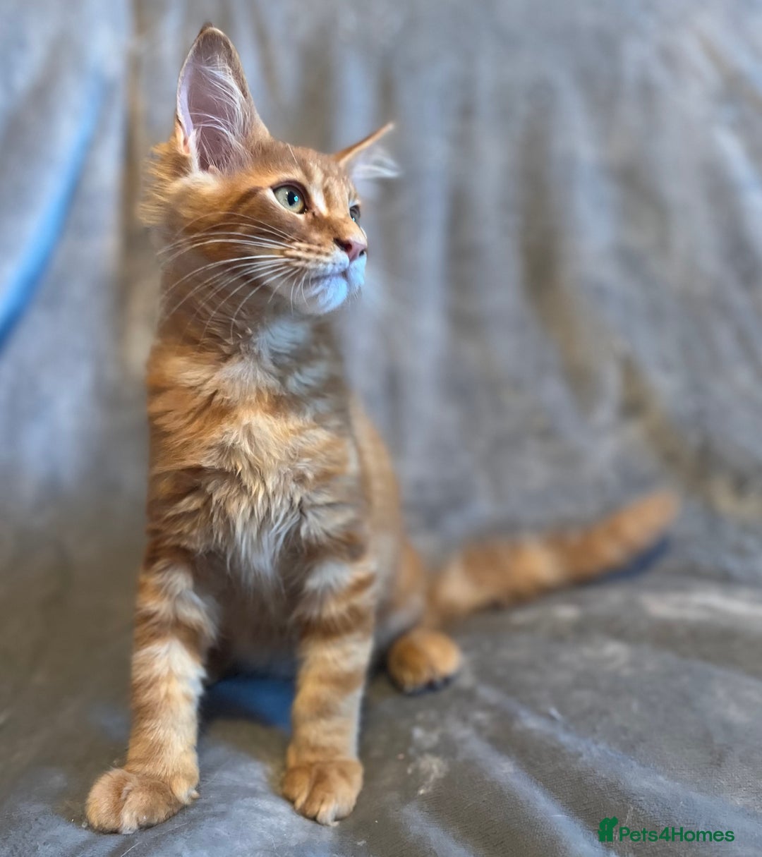Maine Coon cats for sale: *READY* Stunning Tica Maine Coons - Image 29