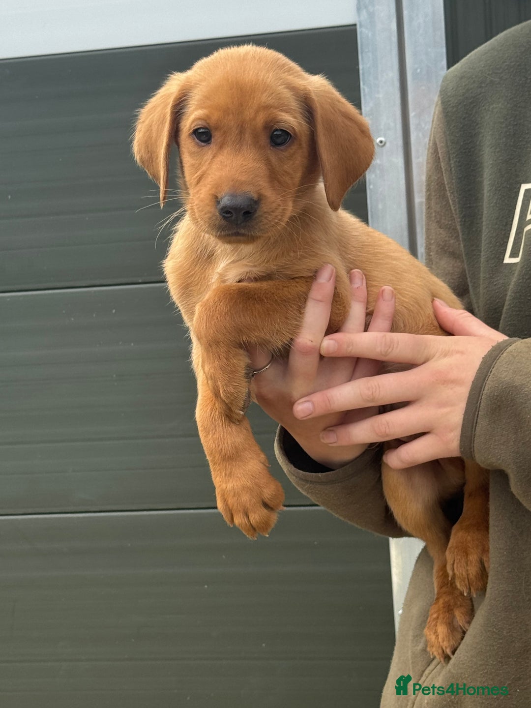 Labrador Retriever dogs for sale: Labrador pups looking for their forever home🏡  - Image 2