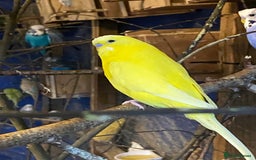 Budgerigars birds for sale: 3 pairs of Budgies  - Advert 1