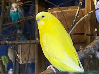 Budgerigars birds 3 pairs of Budgies - Advert 2