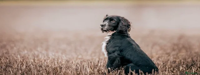 Dibley
