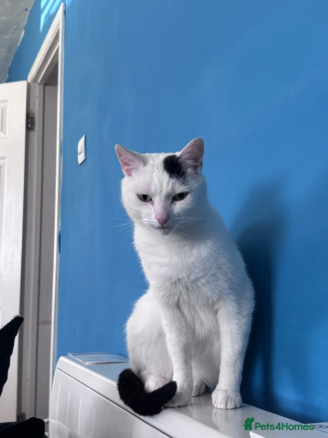 Mixed Breed cats for sale: Male Cat neutered  - Advert 2