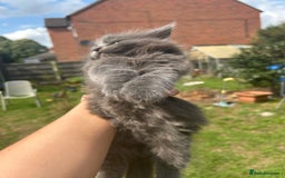 British Shorthair cats for sale: British short mix kitten  - Image 1