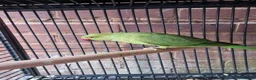 Ringnecks birds for sale: Beautiful Ringneck parrot for sale  in Stourbridge - Advert 1