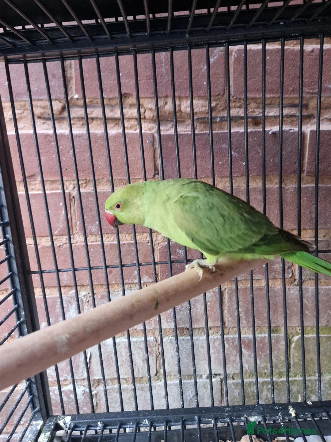 Ringnecks birds for sale: Beautiful Ringneck parrot for sale  in Stourbridge - Advert 1