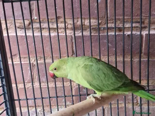 Ringnecks birds Beautiful Ringneck parrot for sale - Advert 6