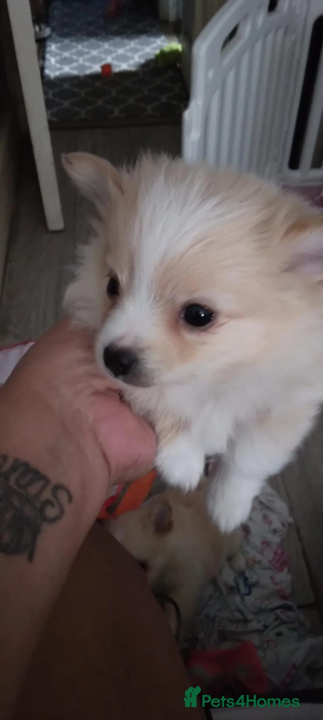 Pomeranian dogs for sale: Beautiful Tan Fox-Face Pomeranian Girls - Advert 2