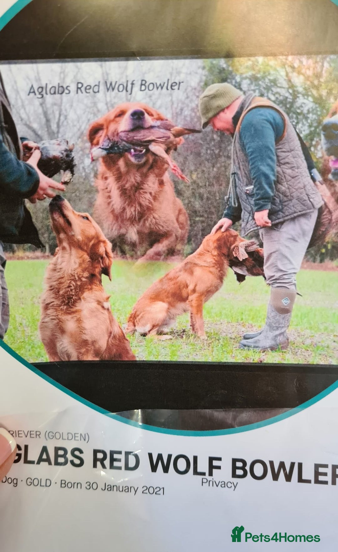 Golden Retriever dogs for sale: ⭐ DARK Golden retriever puppies 🐶 - Advert 6