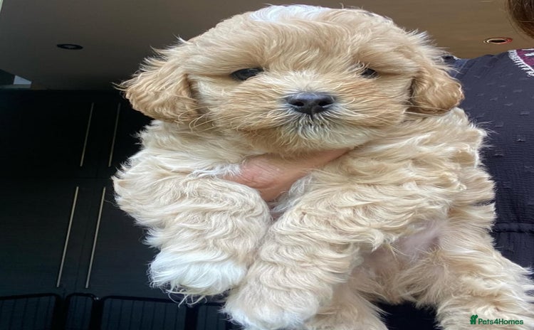 Lhasapoo dogs - Advert 2