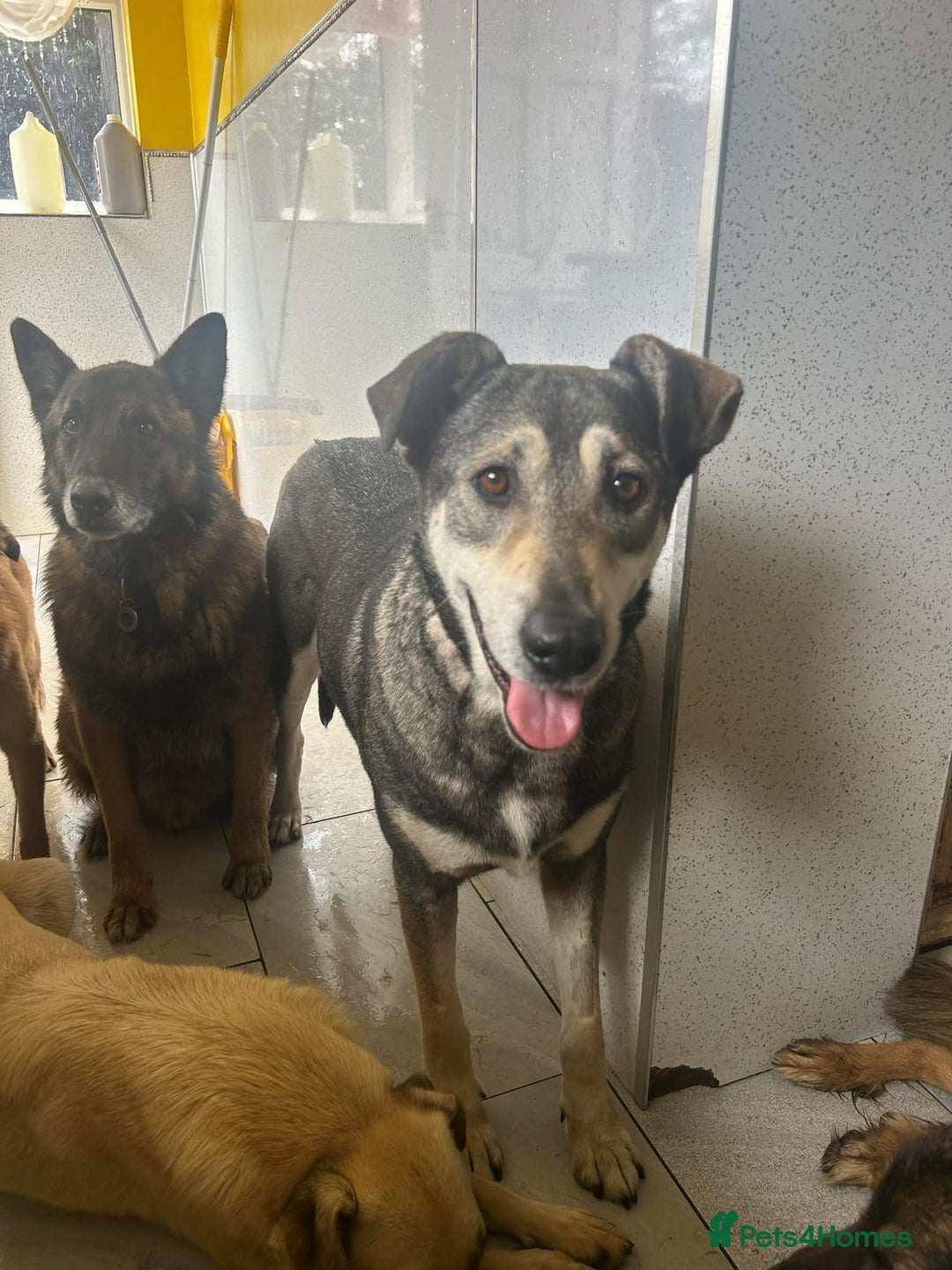 Mixed Breed dogs for adoption: Shirley - Norwich Norfolk  - Image 6