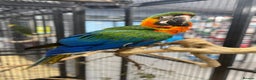 Macaws birds for sale: Stunning Handreared baby Catalina Macaw  - Advert 3