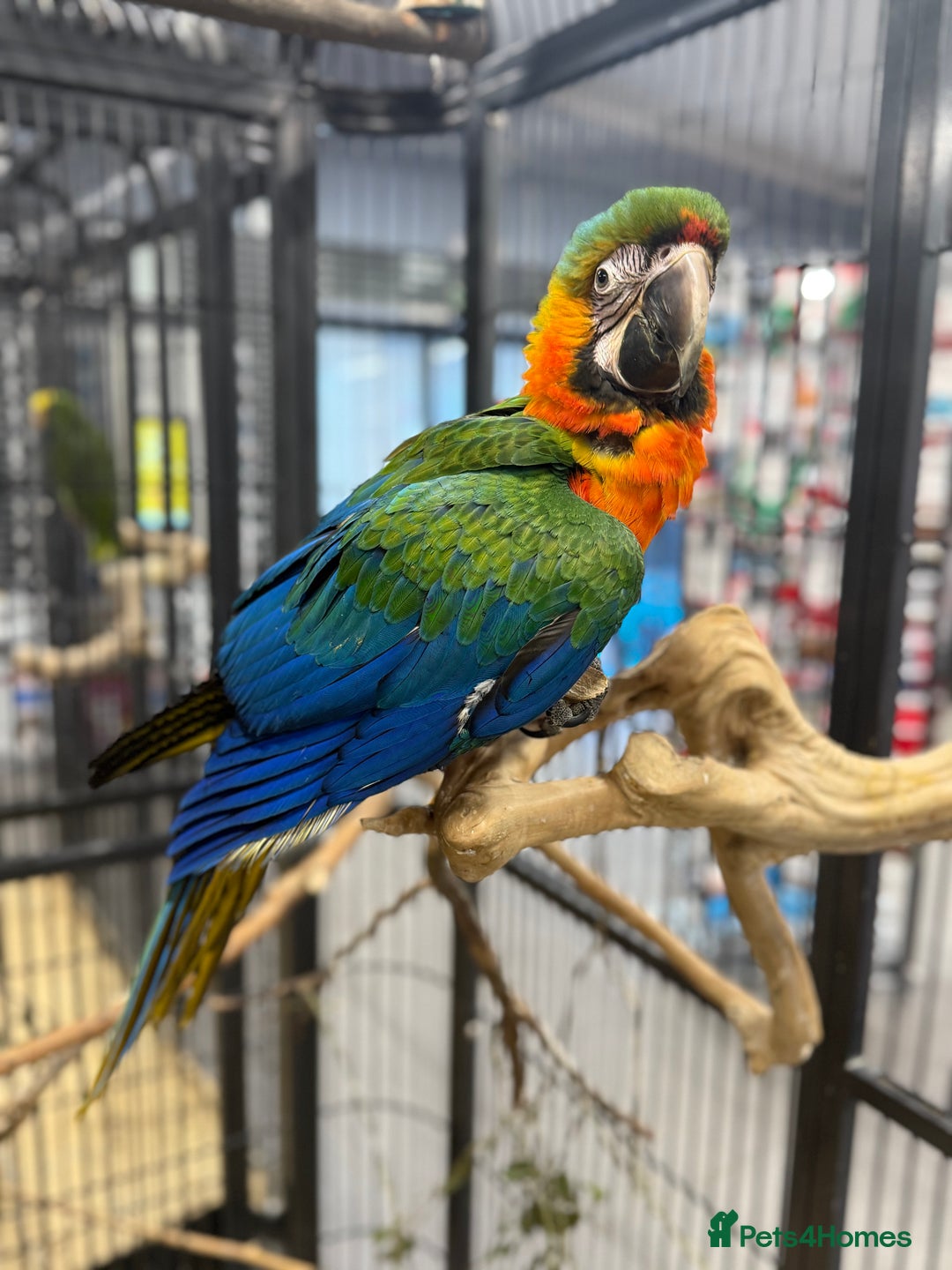 Macaws birds for sale: Stunning Handreared baby Catalina Macaw  - Advert 3