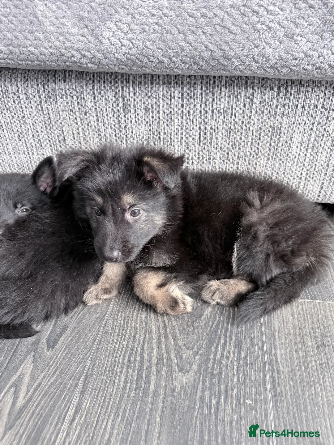 German Shepherd dogs for sale: Puppy German shepherds  - Advert 5