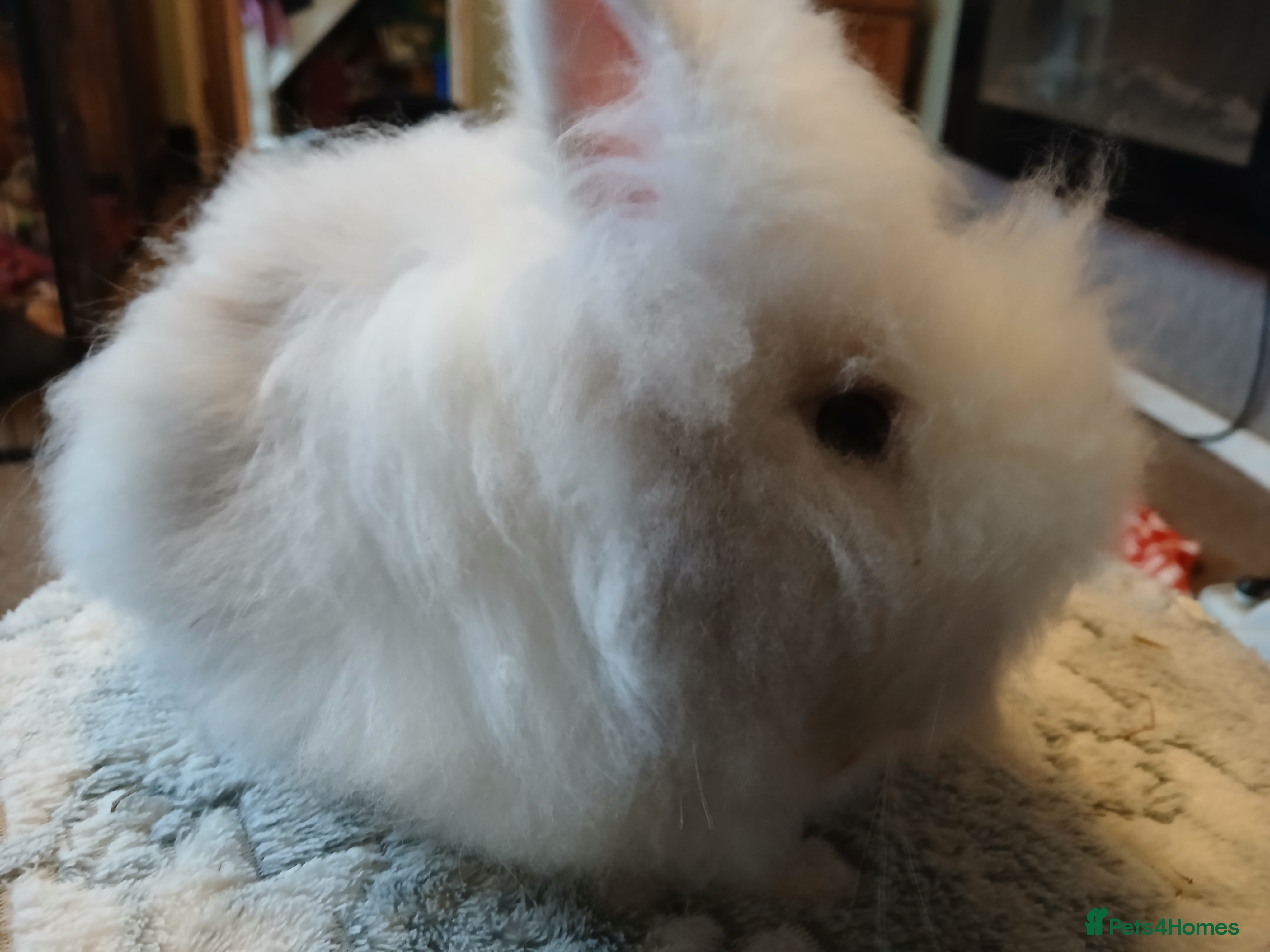 Lionhead rabbits Stunning DM Lionhead baby rabbits  - Advert 19