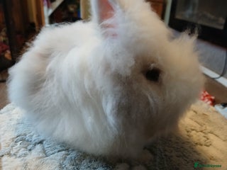 Lionhead rabbits Stunning DM Lionhead baby rabbits - Advert 1