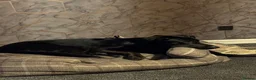 Mixed Breed dogs for sale: gorgeous cane corso/german shepard - Advert 6