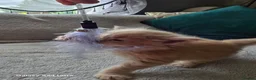 Maine Coon cats for sale: Stunning Maine Coon Kittens - Advert 7