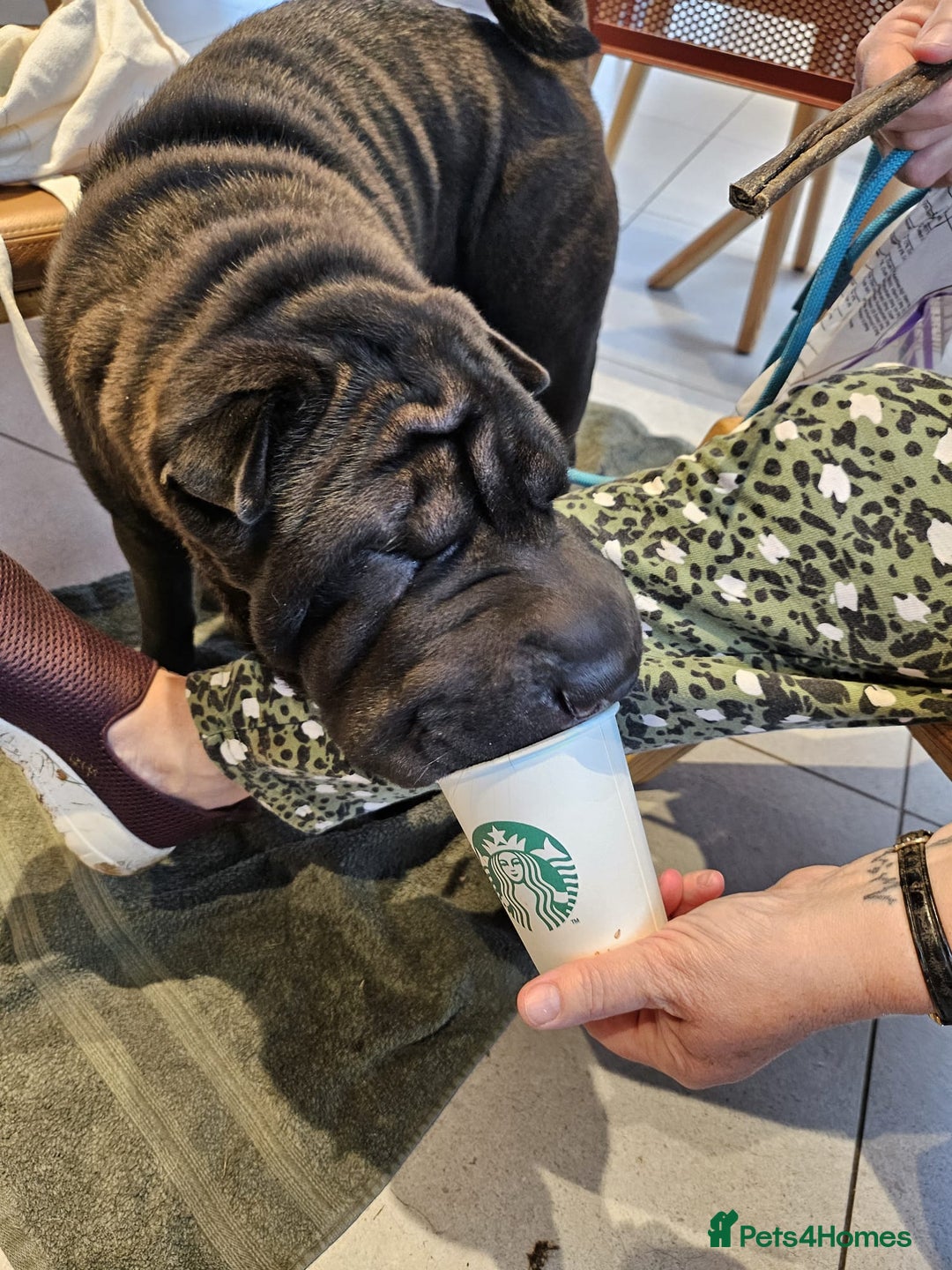 Shar Pei dogs for sale: James, male sharpei, looking for his forever home  - Image 8