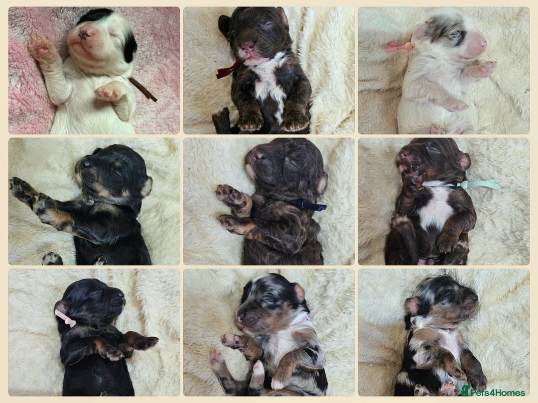 Cavapoo dogs for sale: STUNNING FULLY HEALTH TESTED F1B CAVAPOO  - Advert 1