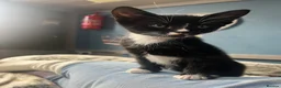 Domestic Shorthair cats for sale: Kitten - Advert 4