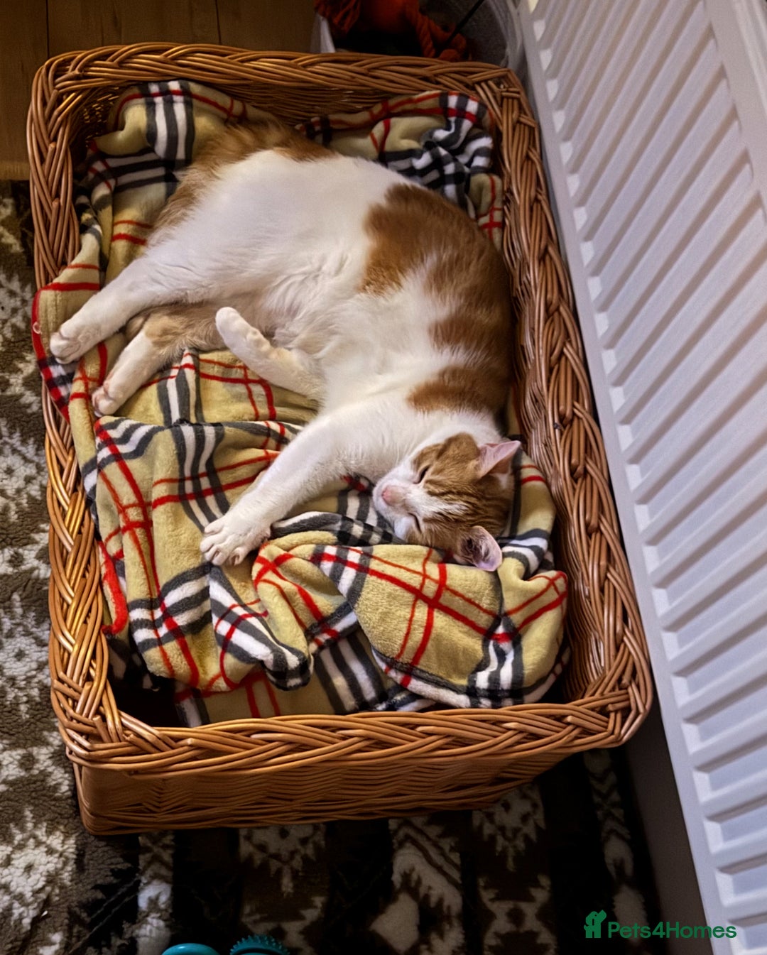 Domestic Shorthair cats for sale: Heartbreakingly a marriage breakup forces rehome - Image 32