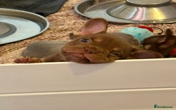 French Bulldog dogs for sale: MICRO LINES French bulldog boy HEAVILY REDUCED  - Image 19