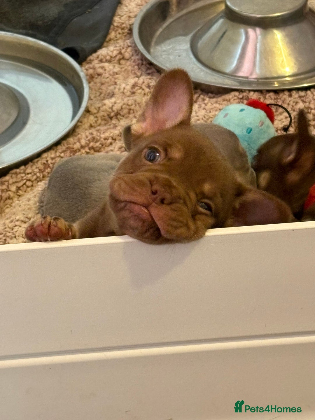 French Bulldog dogs for sale: MICRO LINES French bulldog boy HEAVILY REDUCED  - Image 19