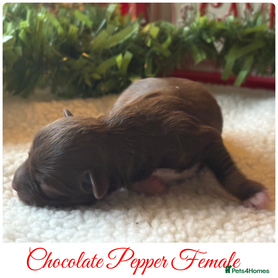 Miniature Schnauzer dogs for sale: KC BVA H/T Wheaten, Chocolate Parti Mini Schnauzer in Castleford - Advert 10