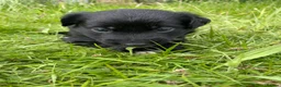 Mixed Breed dogs for sale: LAST ONE Beautiful mixed breed. DNA profile added - Advert 19