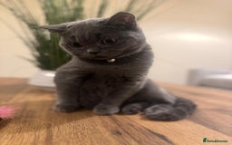 Scottish Fold cats for sale: Scottish Straight - Image 1