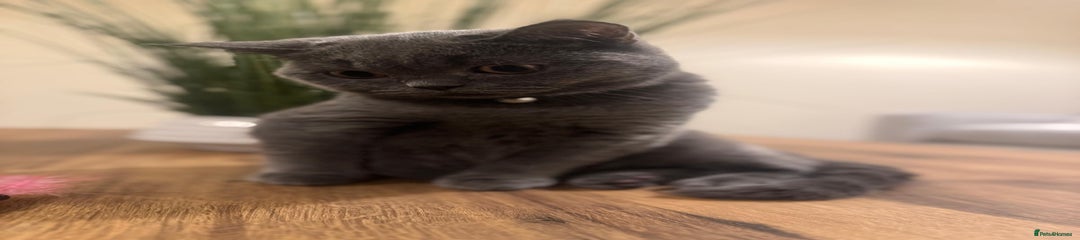 Scottish Fold Kitten 1