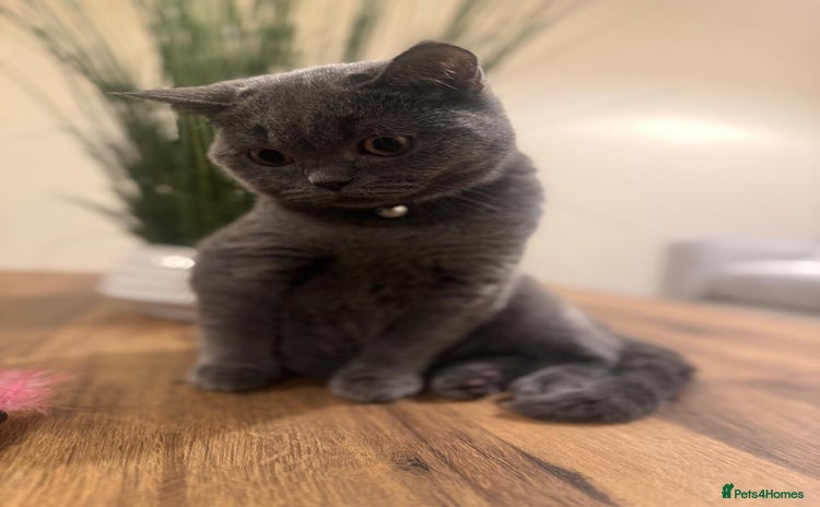 Scottish Fold cats - Advert 13